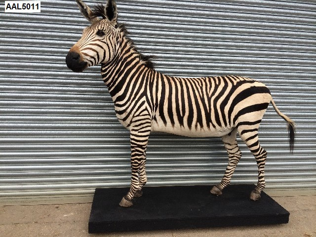 zebra