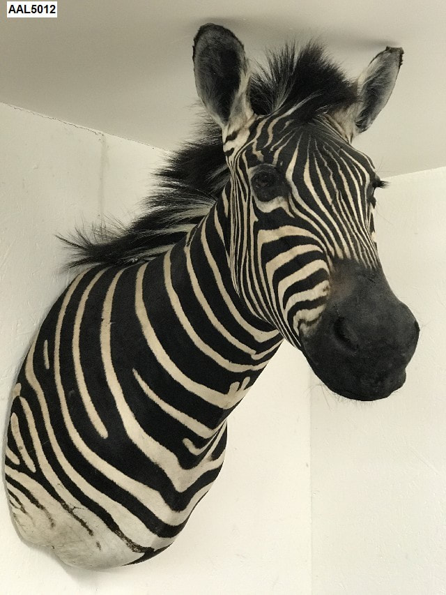 Zebra head