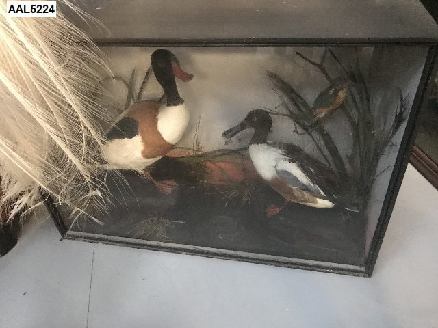 shellduck,shoveler,kingfisher