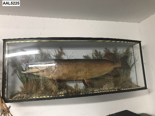 pike fish 