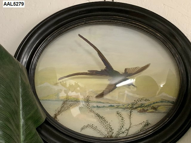 hummingbird wall dome