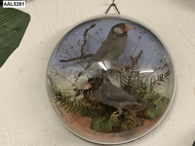 Java sparrow bird wall dome