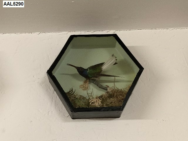 Hummingbird in case