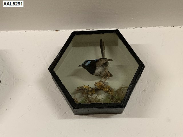 fairy wren bird in case