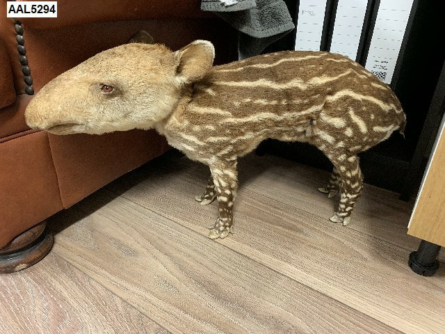 Brazilian Tapir Baby