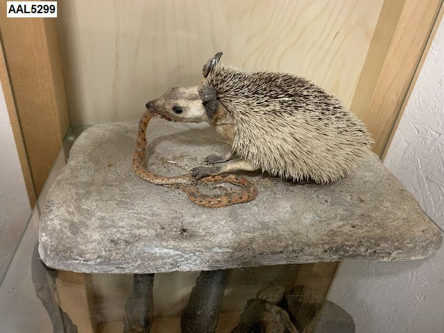 hedgehog with snake