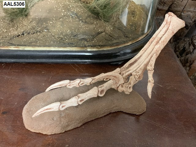 Utahrapter Dinosaur Foot 