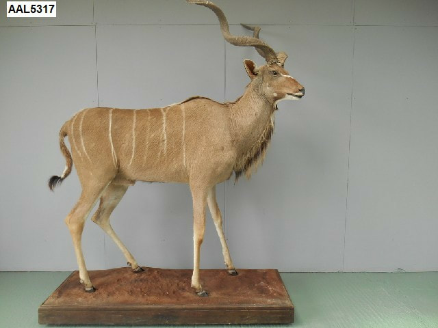 Greater Kudu Antelope