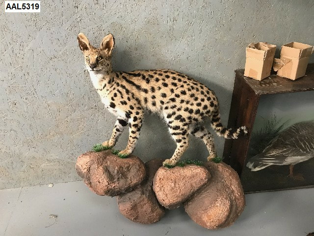 Serval Cat