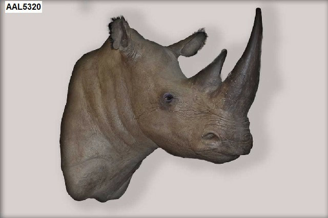 White Rhino Rhinoceros head fiberglass