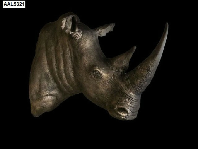 White Rhino Head Fibreglass Bronze Finish Rhinoceros