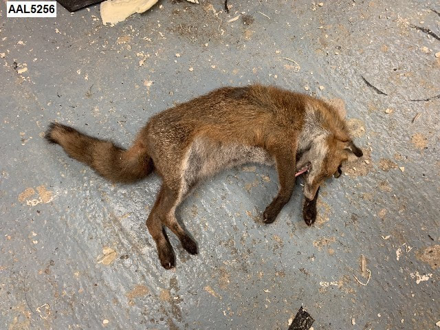 red fox dead