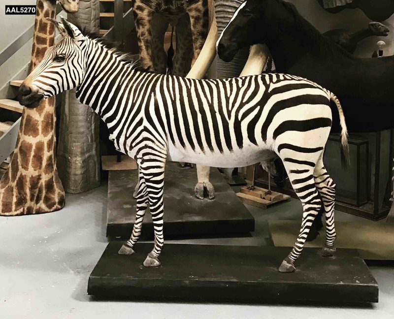 zebra