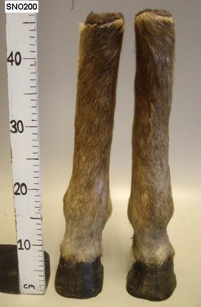 donkey legs