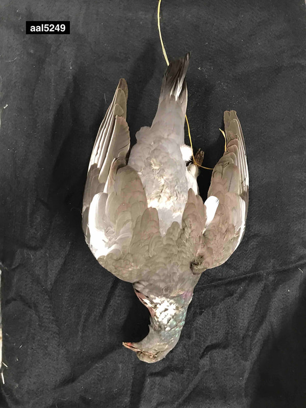 wood pigeon dead